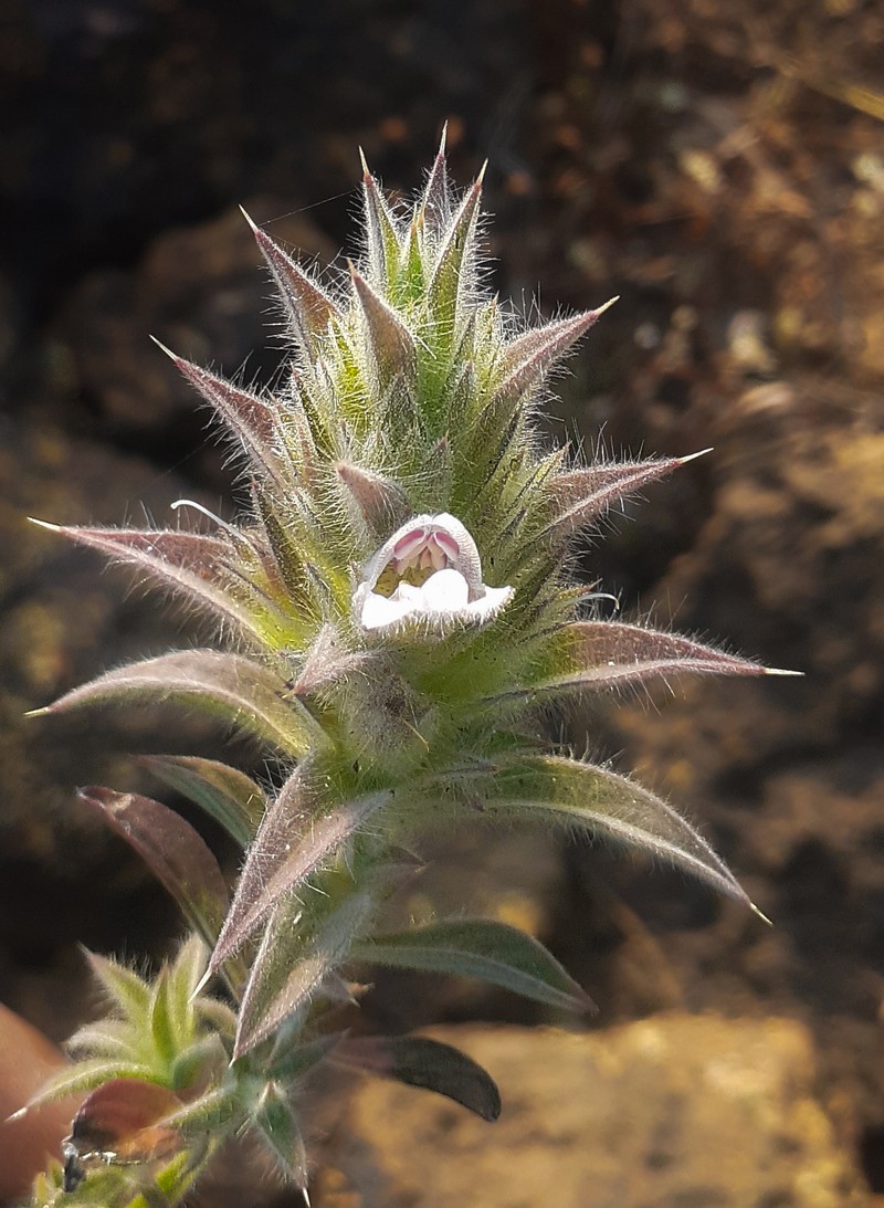 Lepidagathis dalzelliana