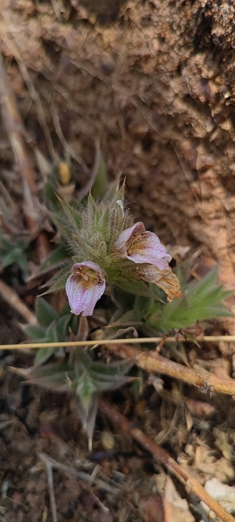Lepidagathis dalzelliana photo 2