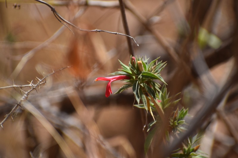 Lepidagathis danielii