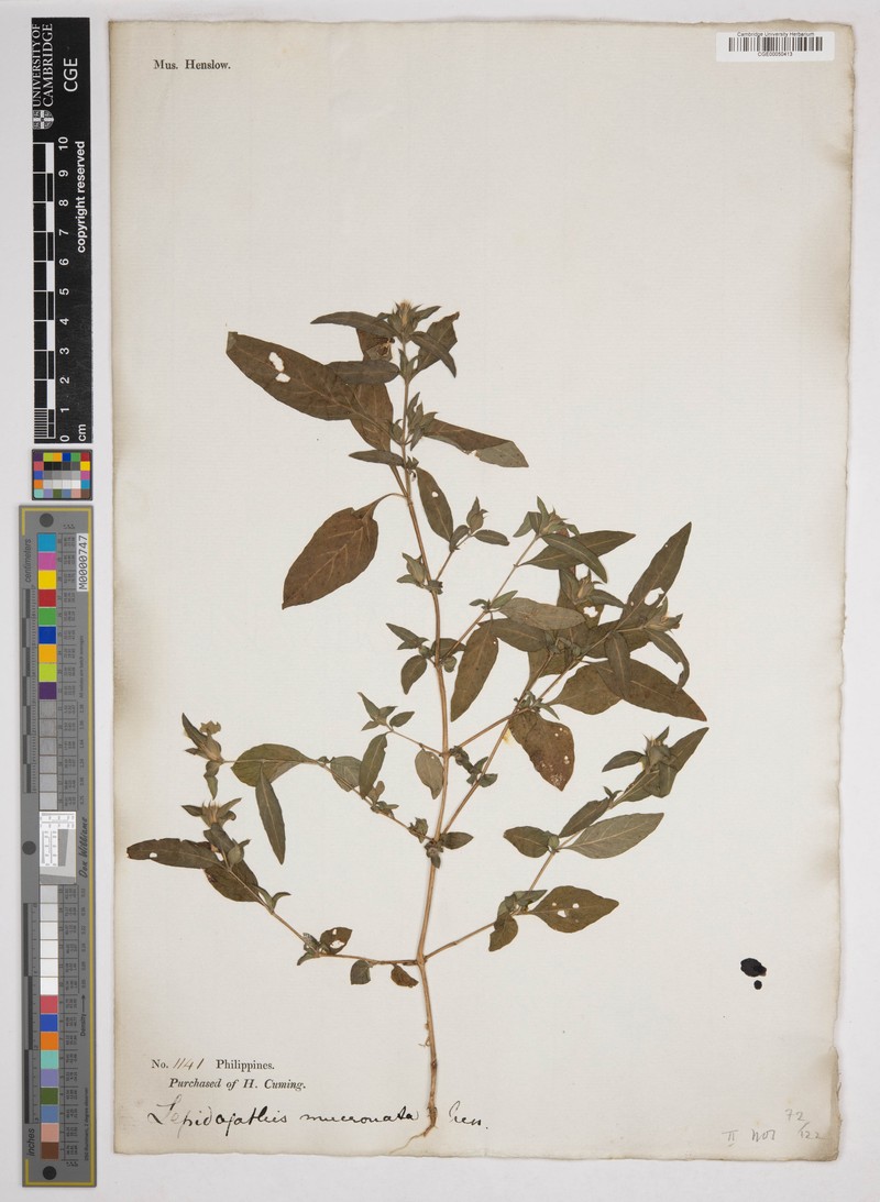 Lepidagathis incurva var. mucronata