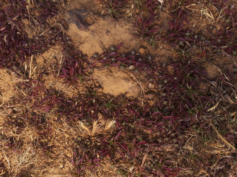 Lepidagathis mahakassapae photo 2