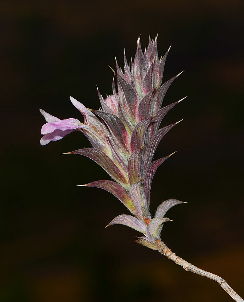 Lepidagathis mahakassapae