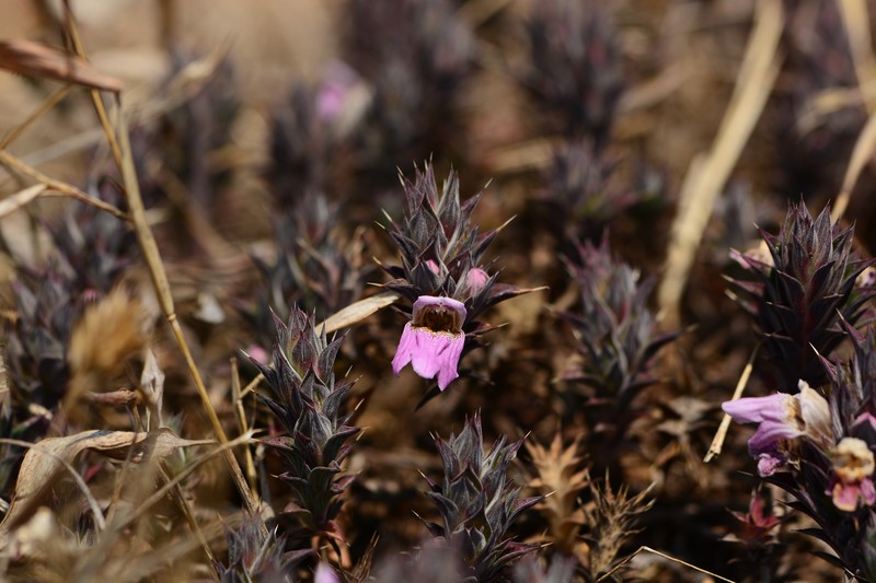 Lepidagathis mahakassapae photo 8