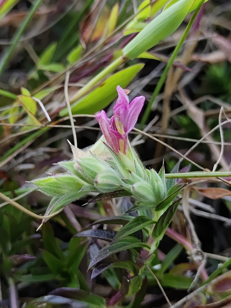 Lepidagathis narasimhanii