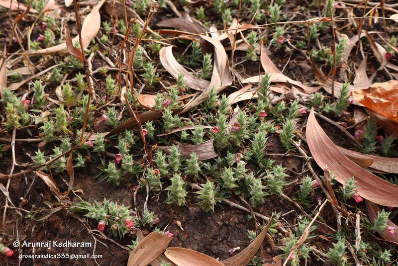 Lepidagathis narasimhanii photo 2