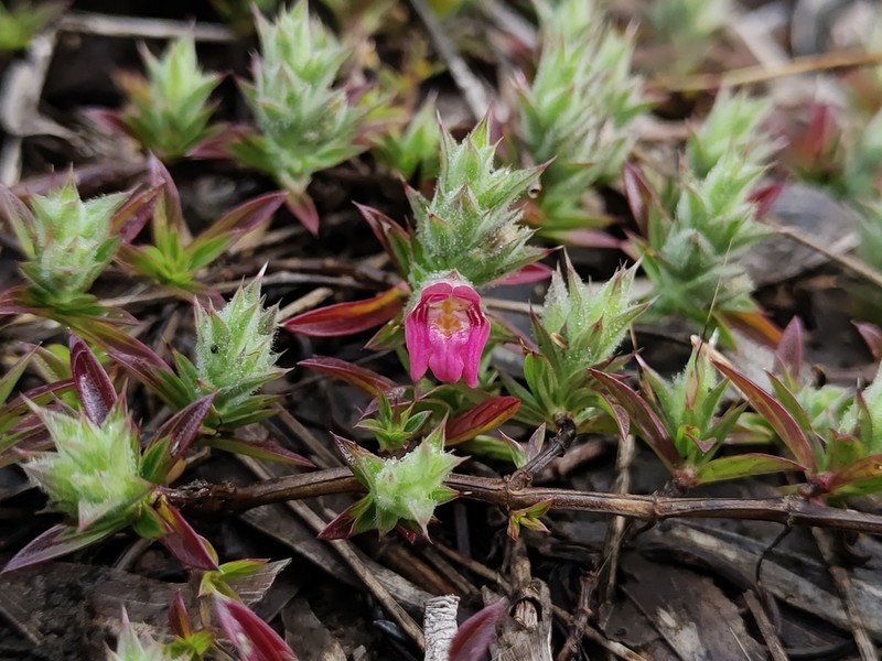 Lepidagathis narasimhanii photo 3