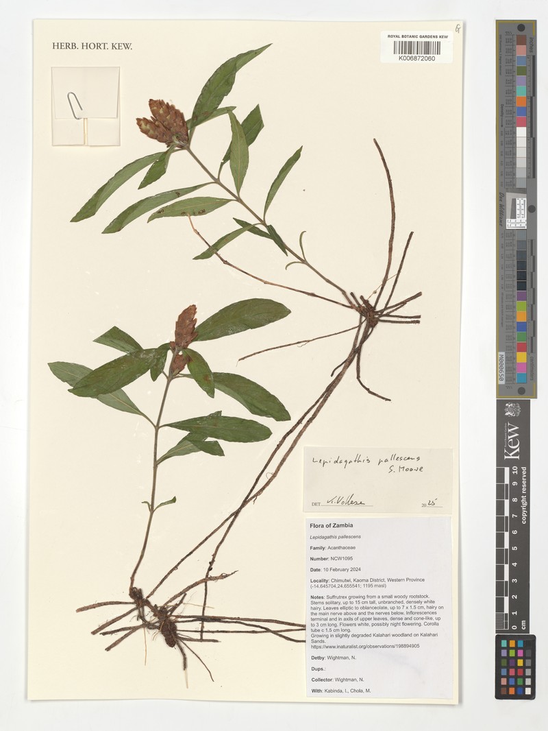 Lepidagathis pallescens subsp. obtusata