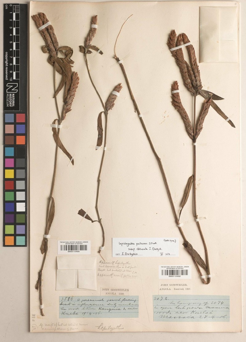 Lepidagathis pallescens subsp. obtusata photo 2