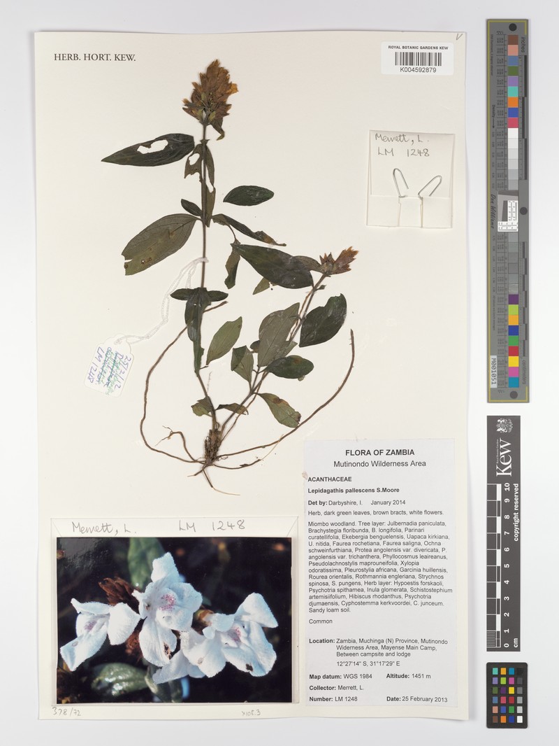 Lepidagathis pallescens subsp. pallescens