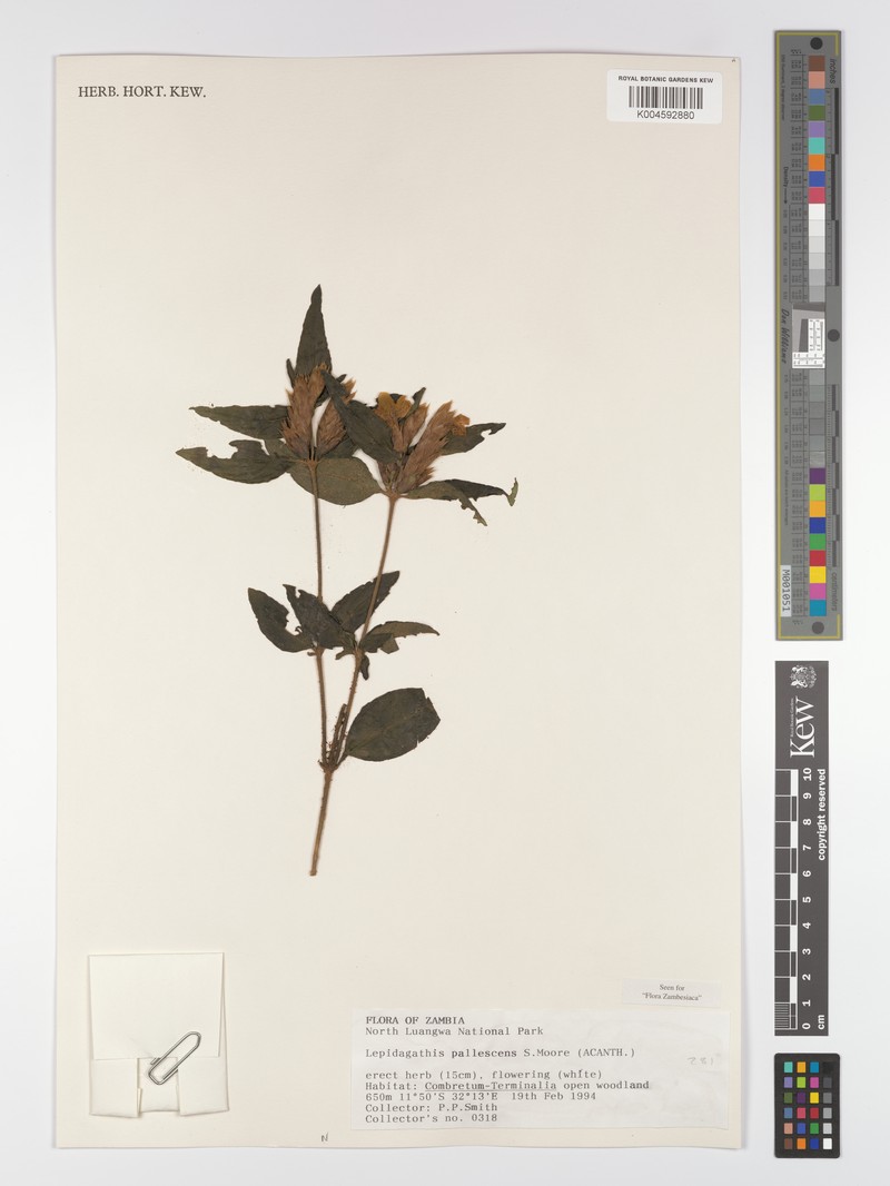 Lepidagathis pallescens subsp. pallescens photo 2