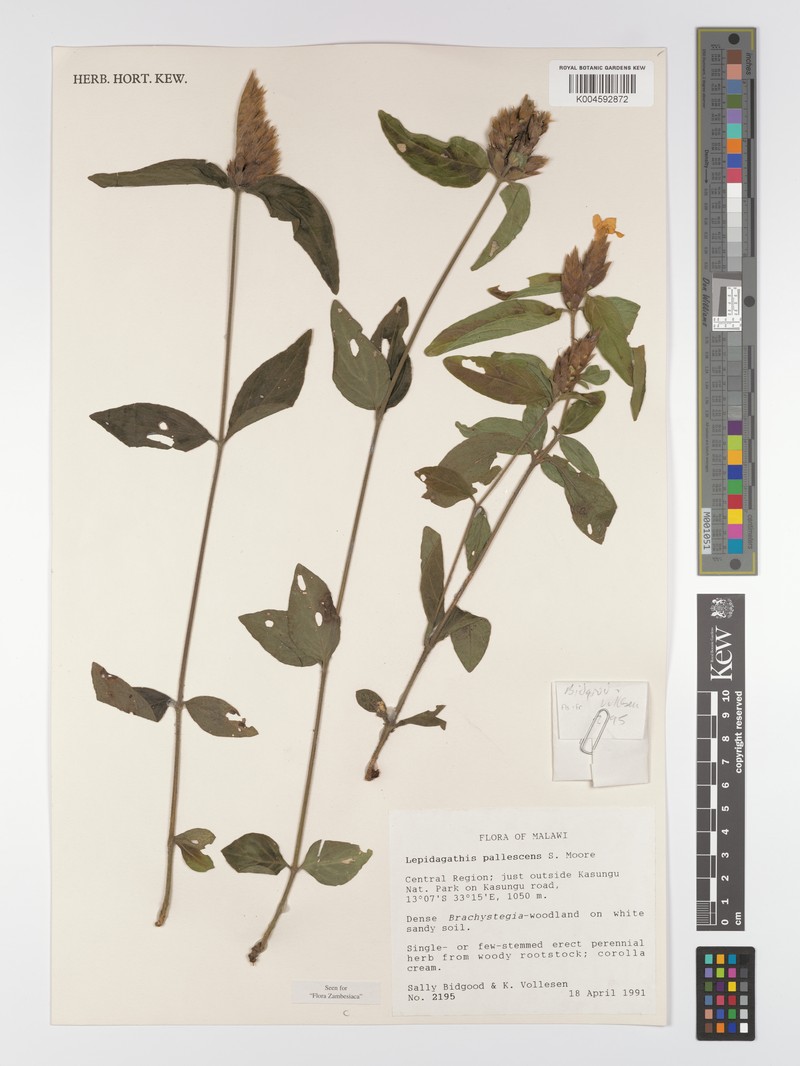 Lepidagathis pallescens subsp. pallescens photo 3