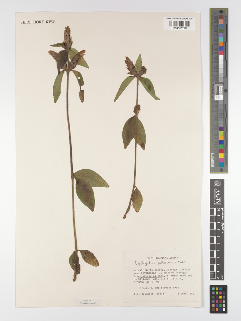 Lepidagathis pallescens subsp. pallescens photo 4