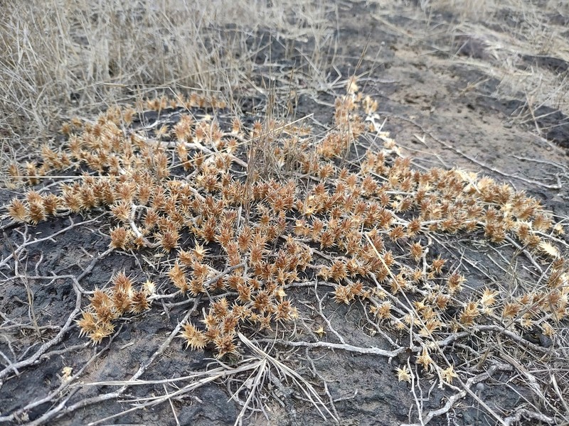Lepidagathis sabui