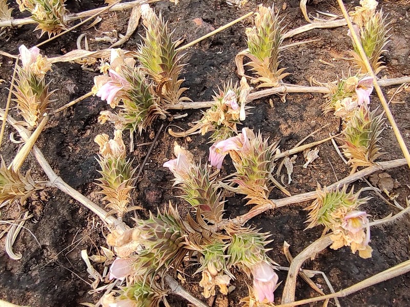 Lepidagathis sabui photo 2