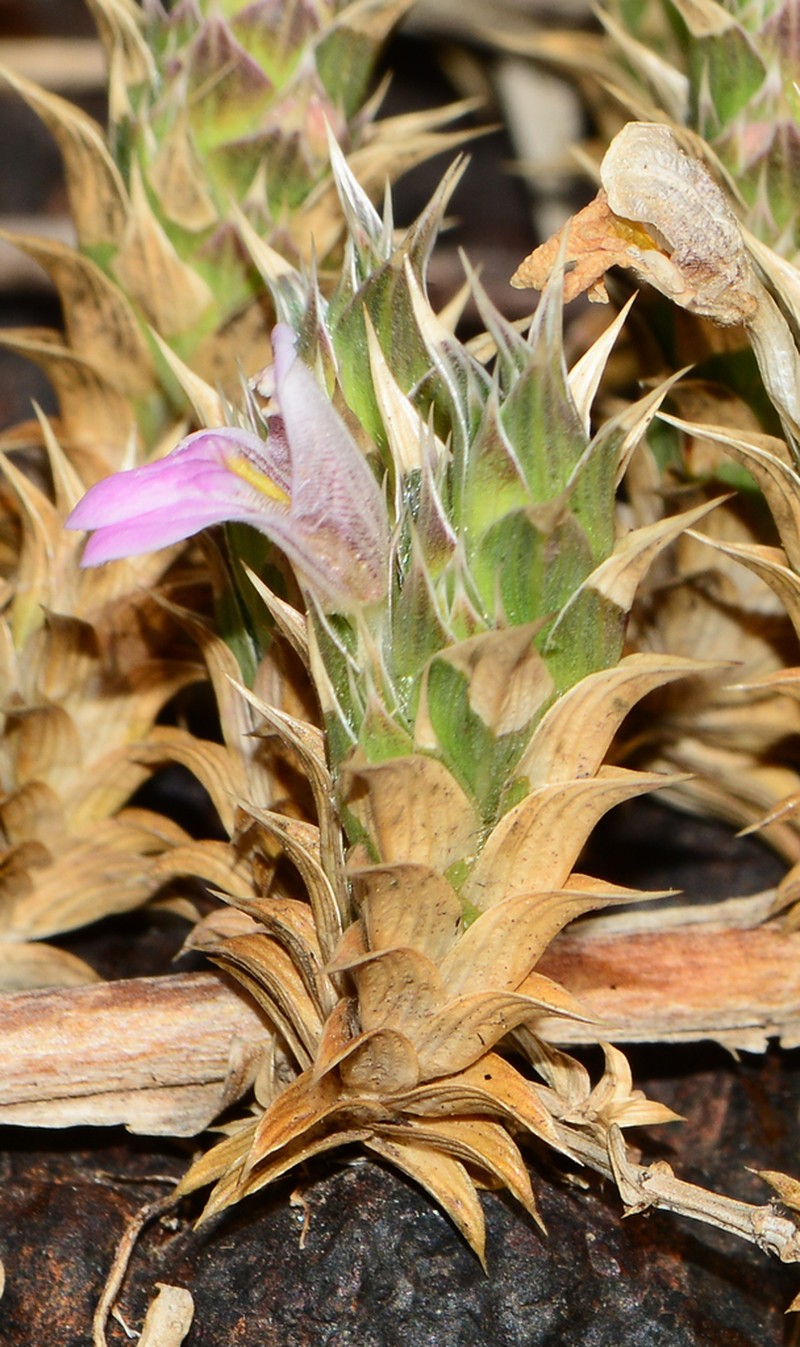 Lepidagathis sabui photo 3
