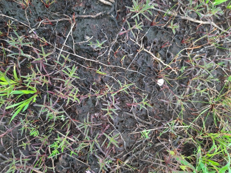 Lepidagathis sabui photo 4