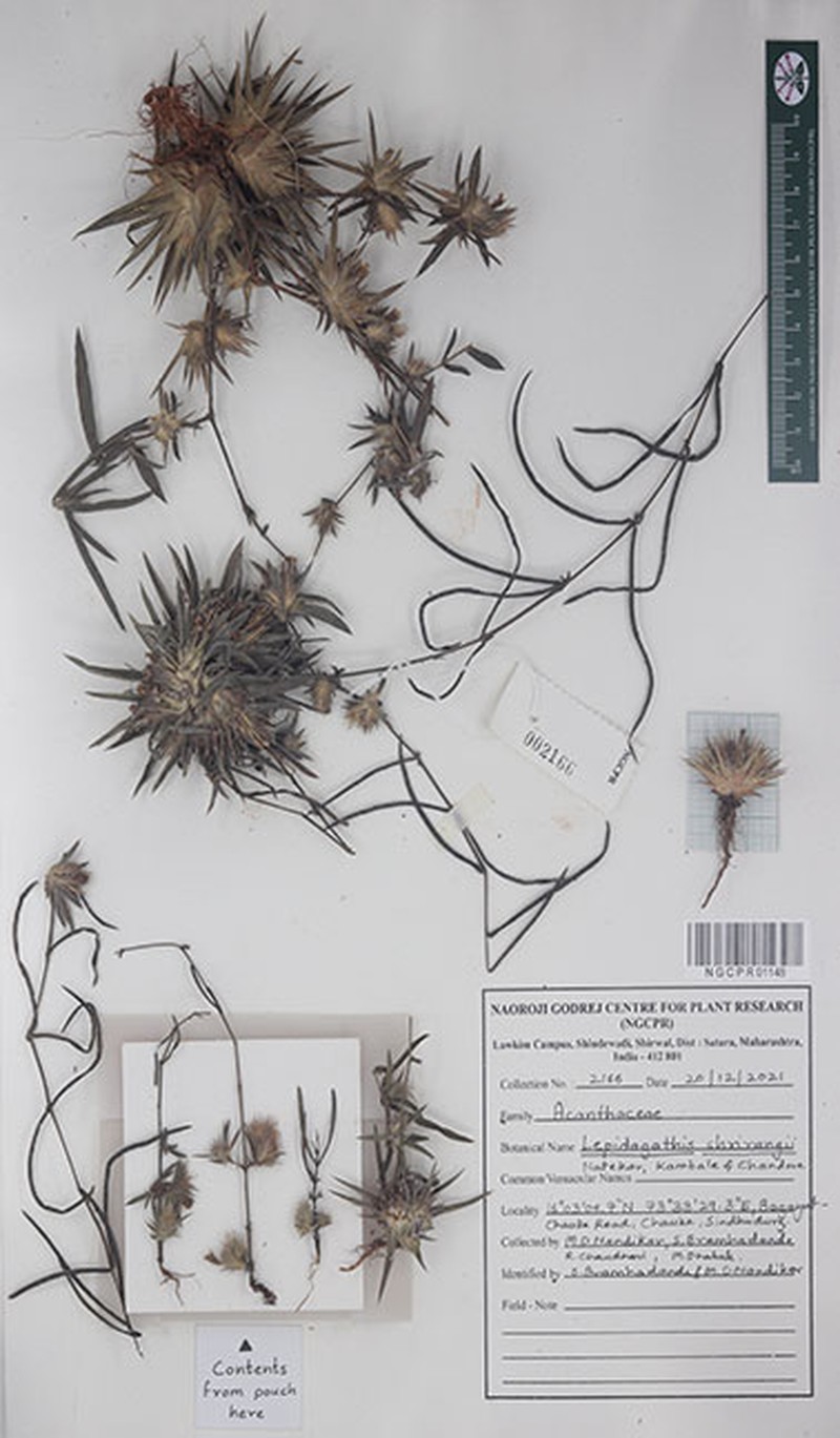 Lepidagathis shrirangii