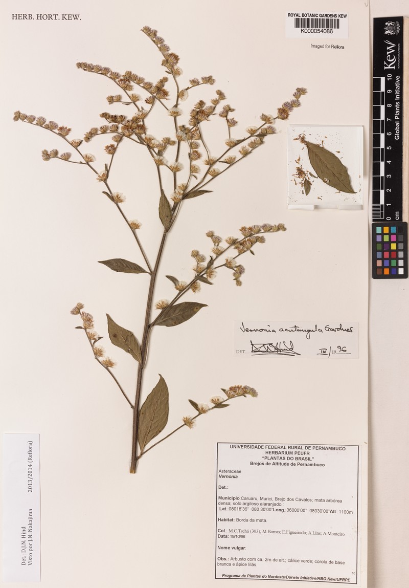 Lepidaploa acutangula