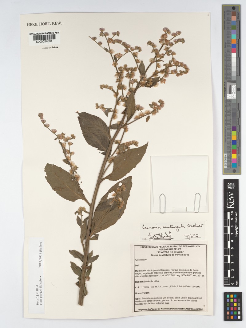 Lepidaploa acutangula photo 2