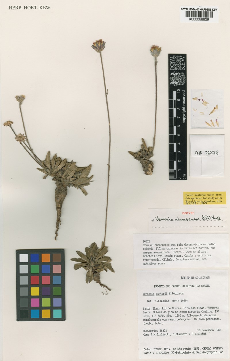 Lepidaploa almasensis