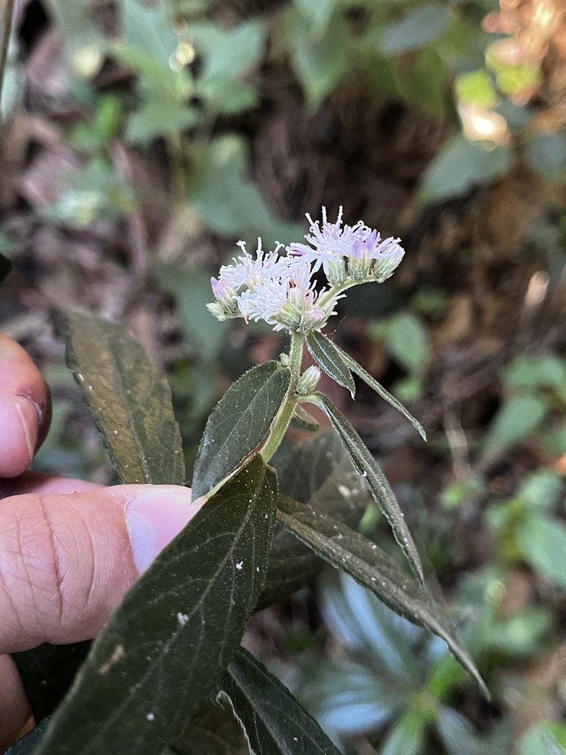 Lepidaploa alvimii photo 2