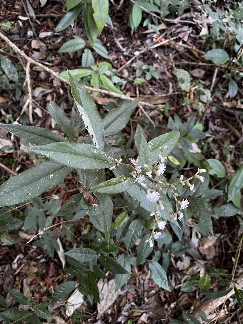 Lepidaploa alvimii photo 3
