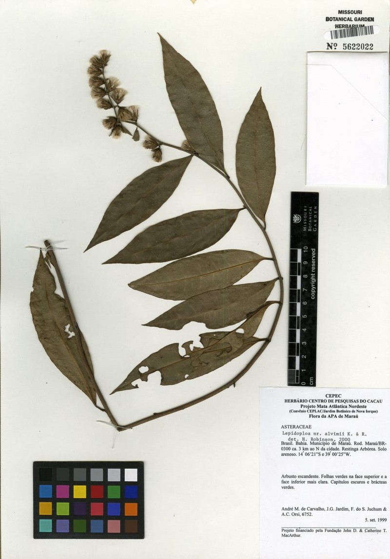 Lepidaploa alvimii photo 5