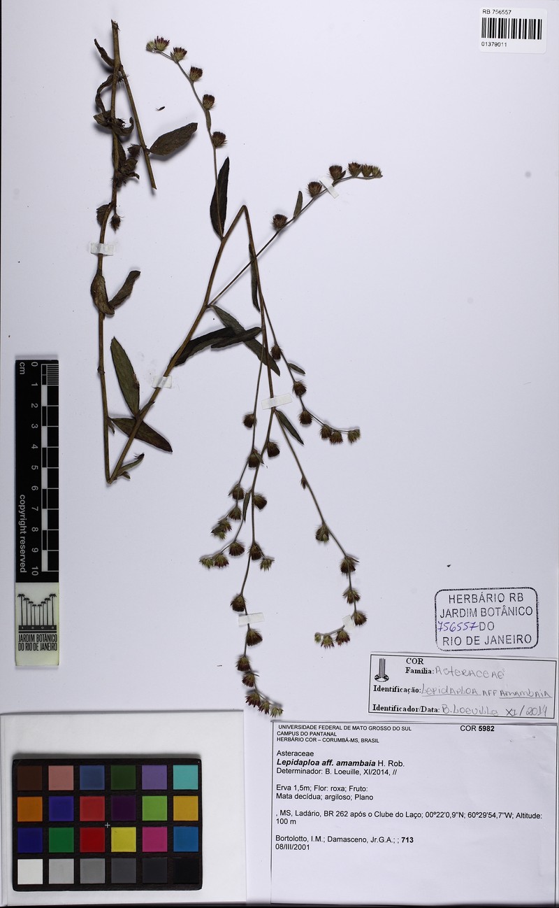 Lepidaploa amambaia