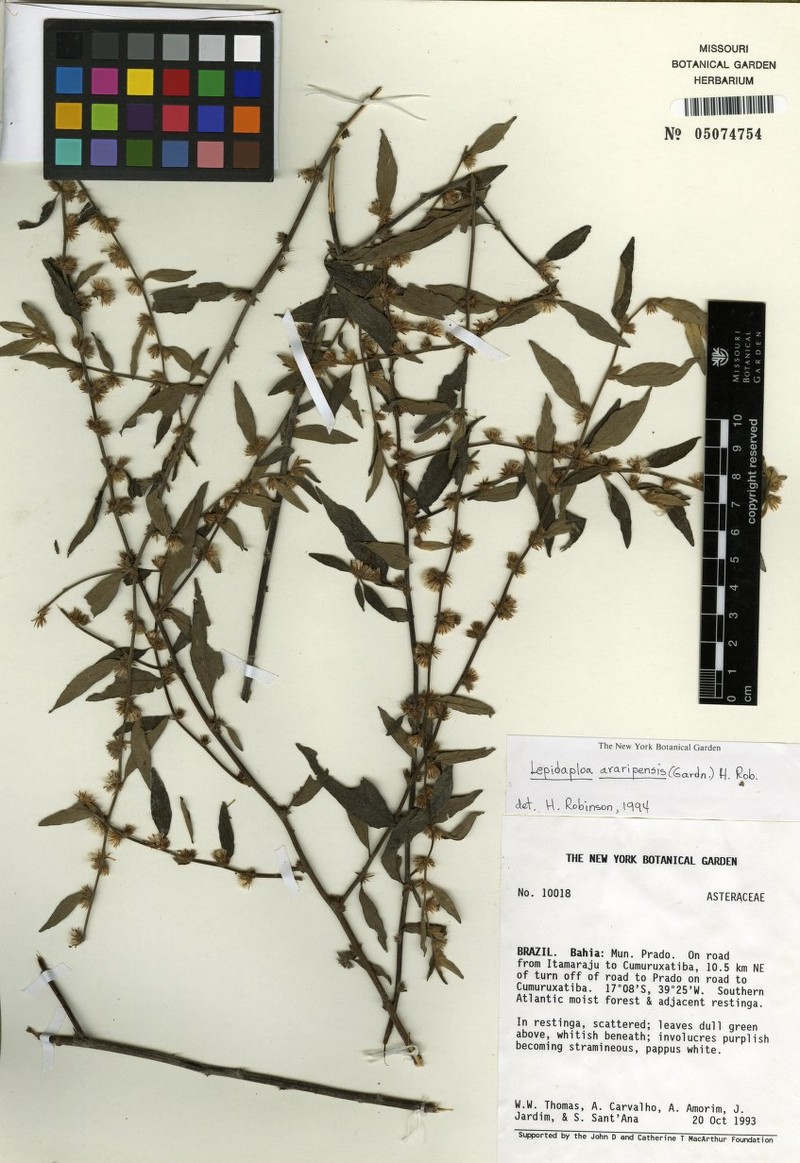 Lepidaploa araguensis