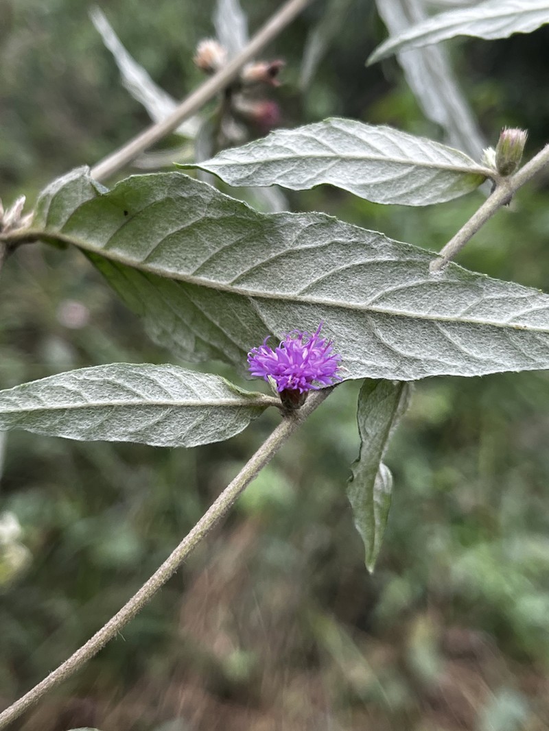 Lepidaploa araripensis