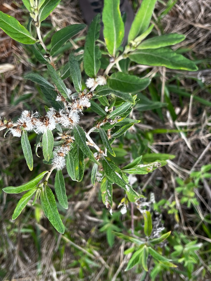 Lepidaploa araripensis photo 2