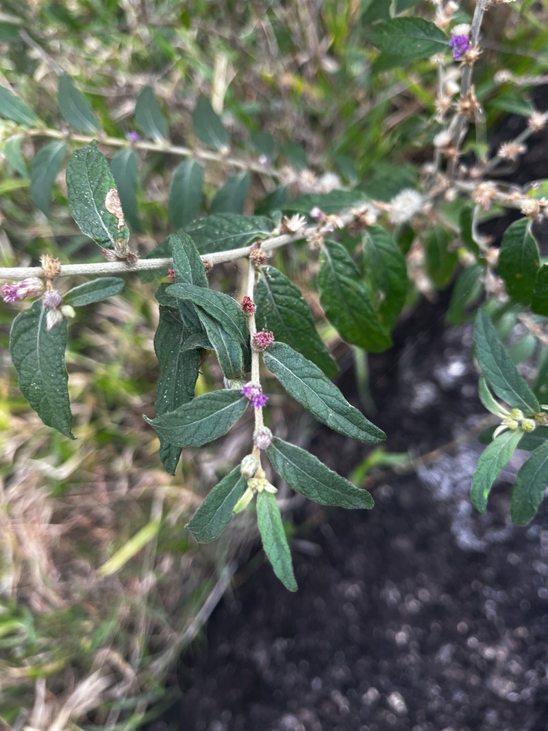 Lepidaploa araripensis photo 3