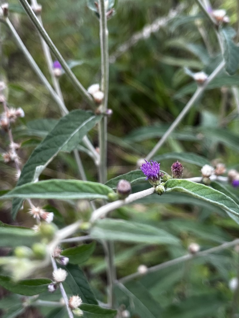 Lepidaploa araripensis photo 4