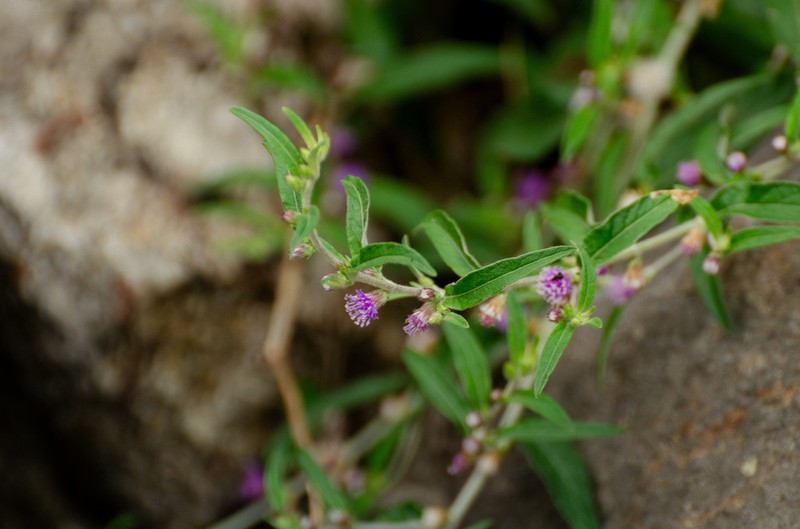 Lepidaploa araripensis photo 5