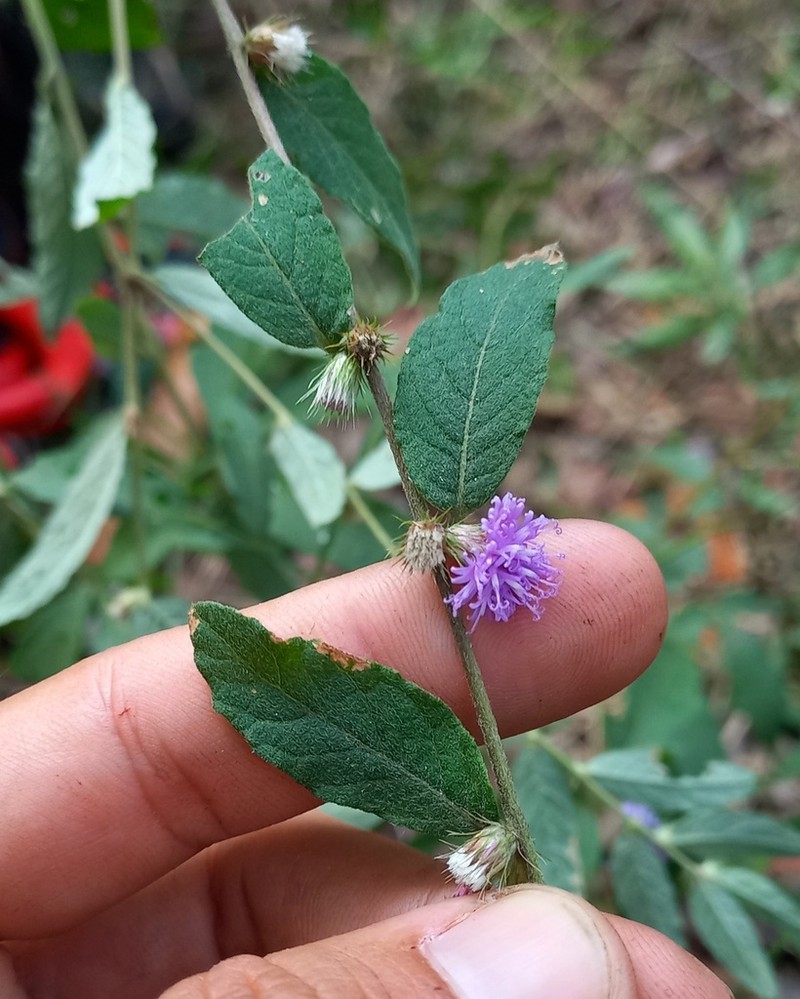 Lepidaploa araripensis photo 6