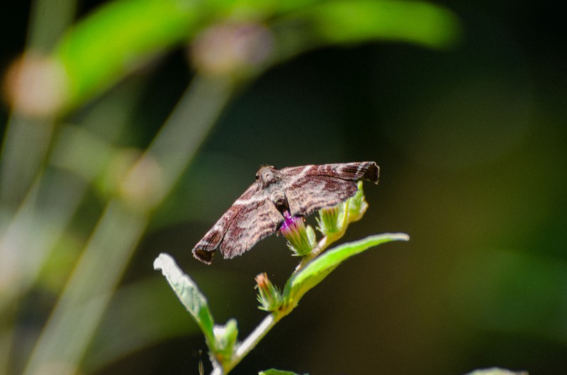 Lepidaploa araripensis photo 7