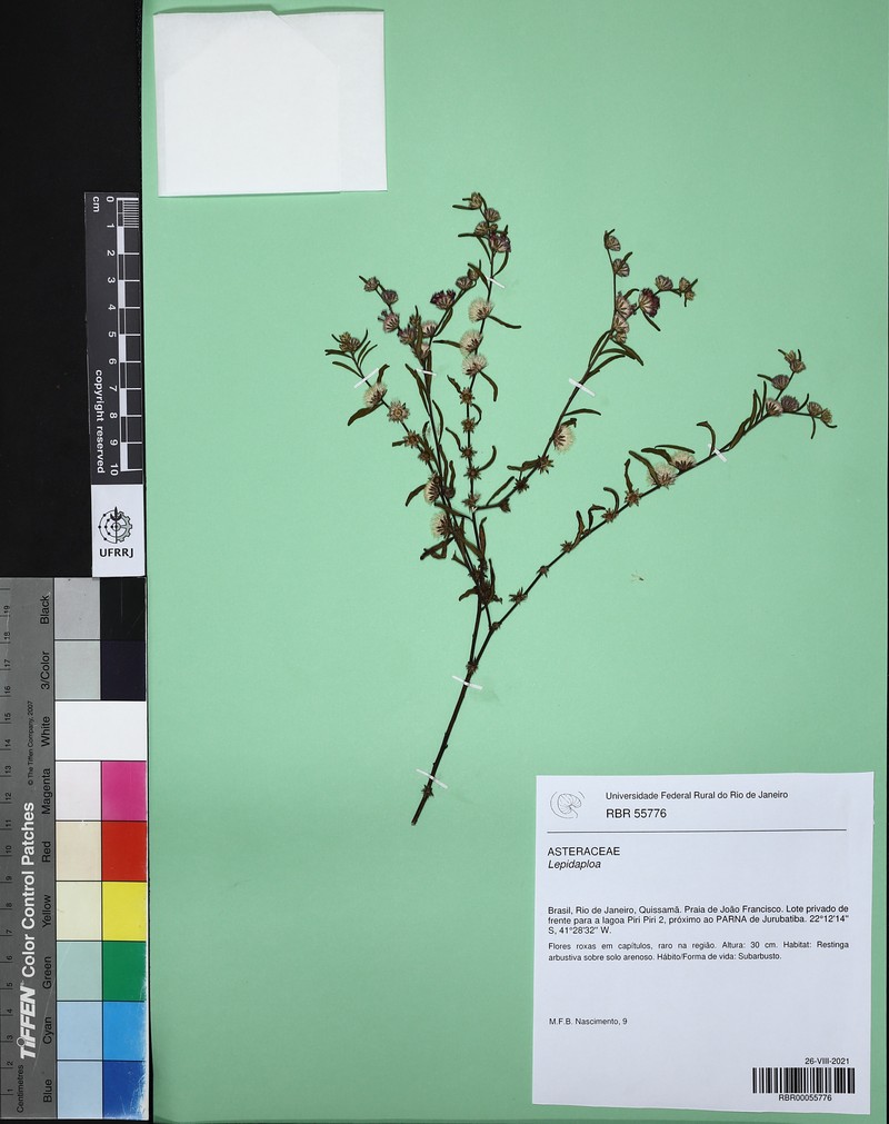 Lepidaploa araujoa