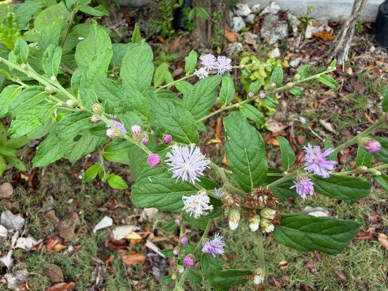 Lepidaploa arborescens