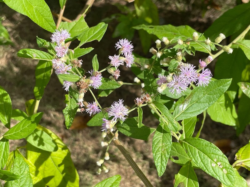 Lepidaploa arborescens photo 2