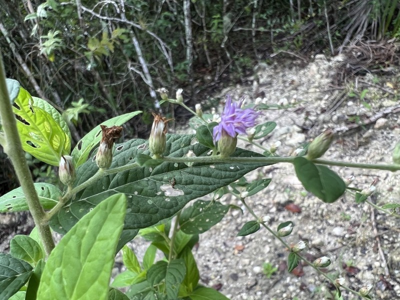 Lepidaploa arborescens photo 3