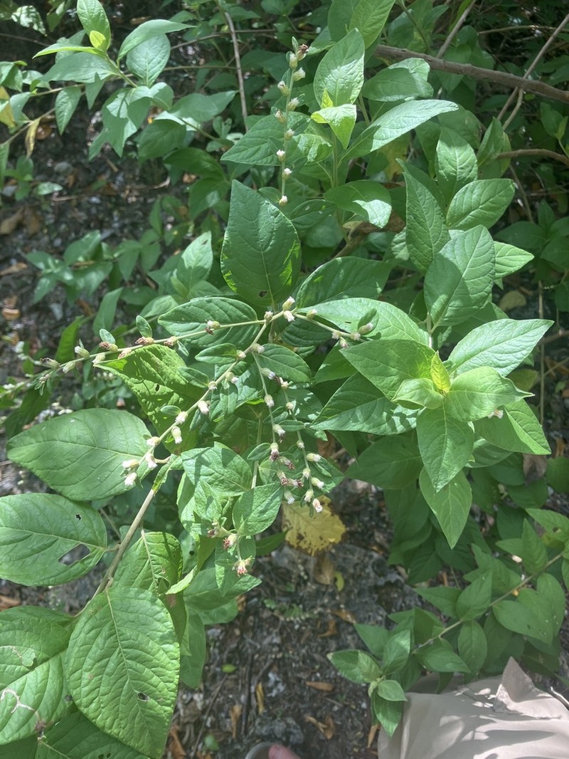 Lepidaploa arborescens photo 4