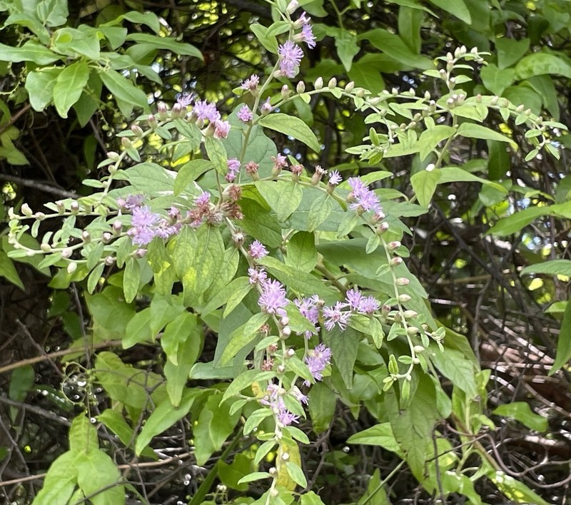 Lepidaploa arborescens photo 5