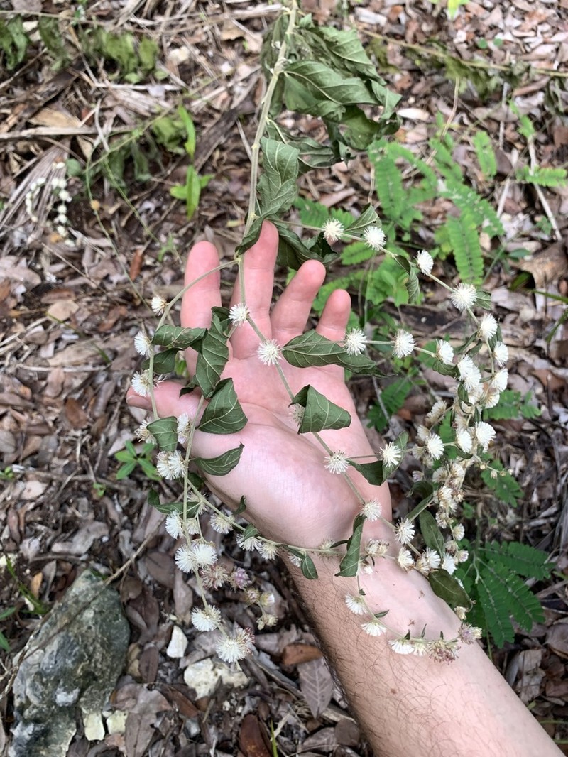 Lepidaploa arborescens photo 6