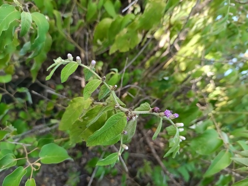 Lepidaploa arborescens photo 7