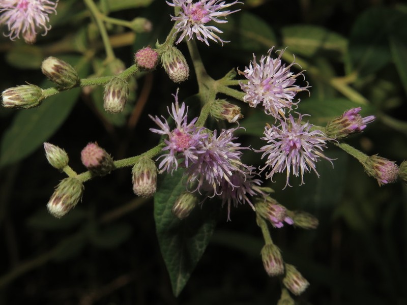 Lepidaploa arborescens photo 8
