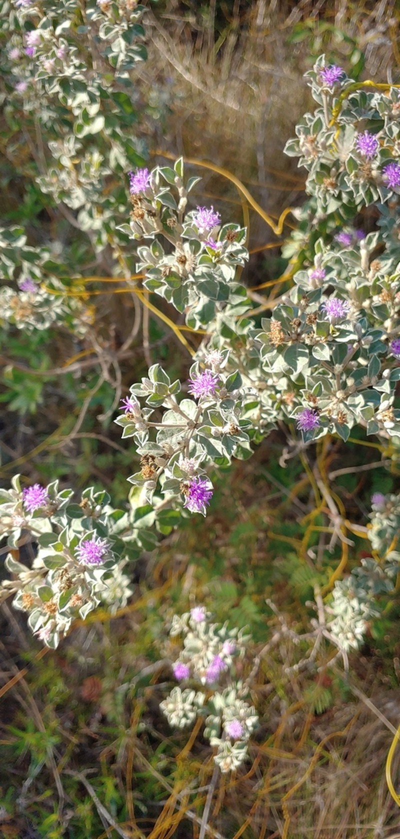 Lepidaploa arbuscula