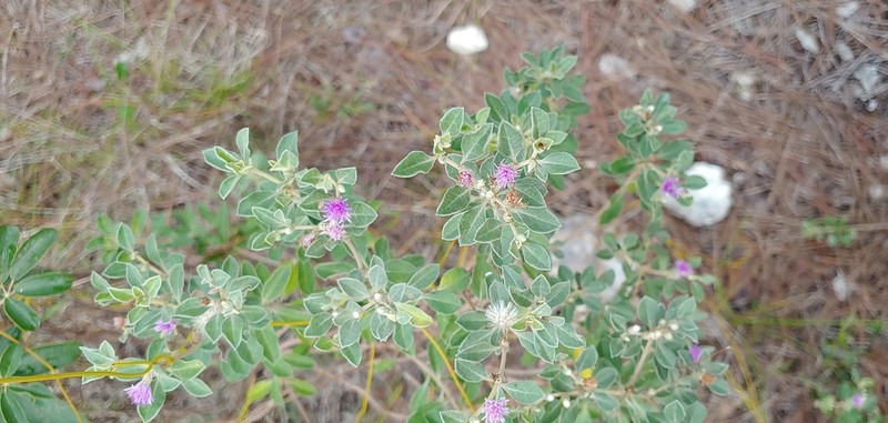 Lepidaploa arbuscula photo 3