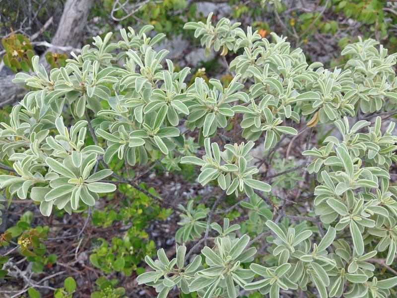Lepidaploa arbuscula photo 4