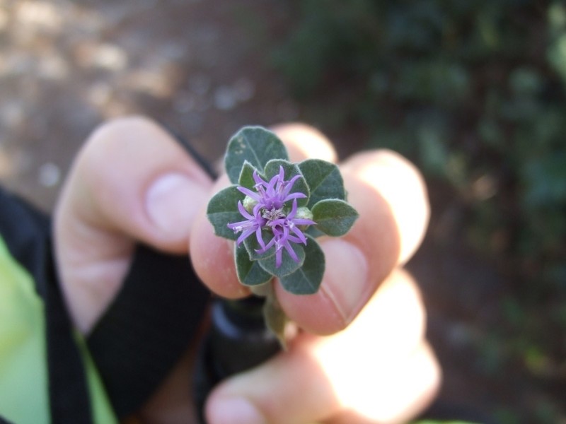 Lepidaploa arbuscula photo 7