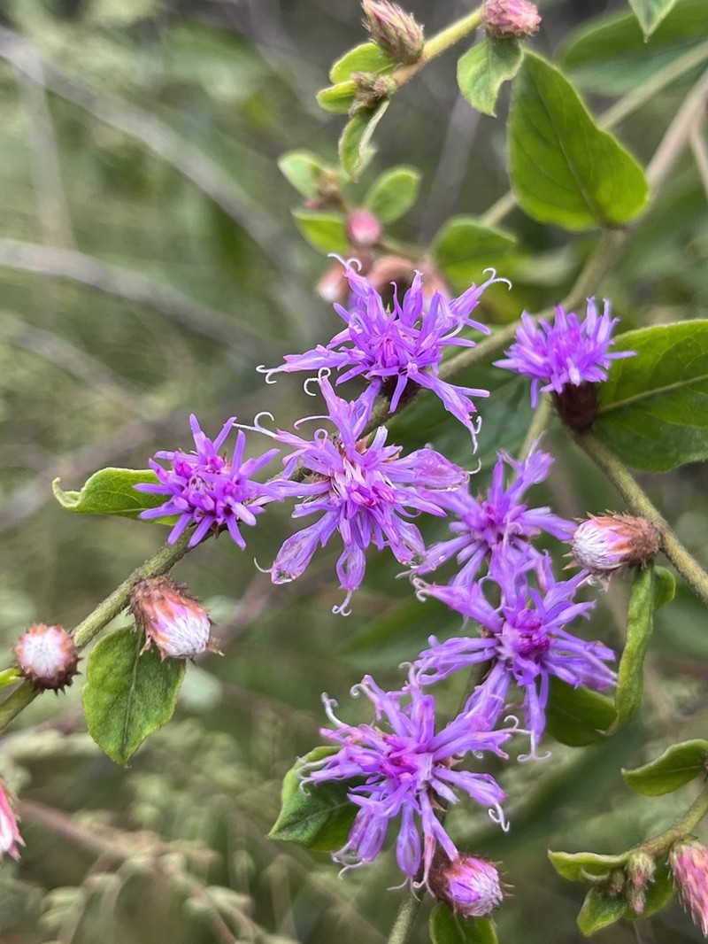 Lepidaploa arenaria